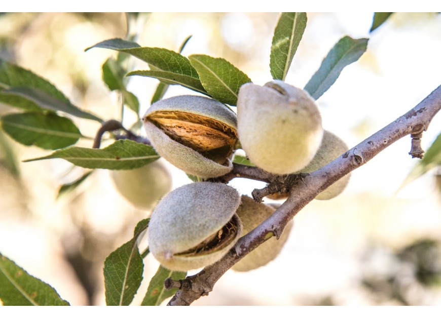 ¿Qué tipos de almendras existen?